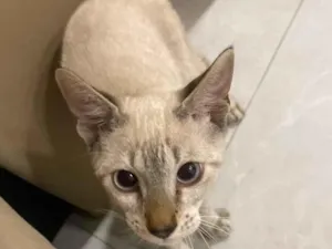 Gato raça SRD-ViraLata idade 2 a 6 meses nome Gatinho