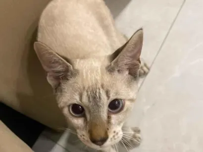 Gato raça SRD-ViraLata idade 2 a 6 meses nome Gatinho