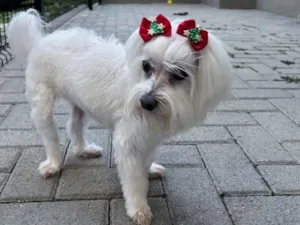 Cachorro raça Maltês idade 6 ou mais anos nome Meg