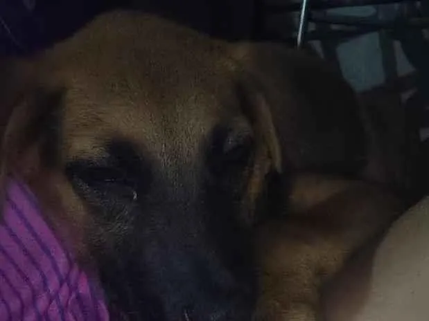 Cachorro raça SRD-ViraLata idade 2 a 6 meses nome lica