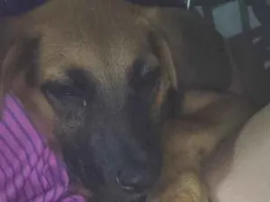 Cachorro raça SRD-ViraLata idade 2 a 6 meses nome lica