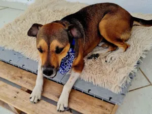 Cachorro raça SRD-ViraLata idade 3 anos nome Pitoco