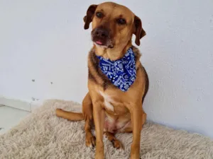 Cachorro raça SRD-ViraLata idade 3 anos nome Guduco