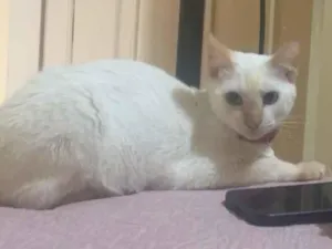 Gato raça SRD-ViraLata idade 2 a 6 meses nome Apolo