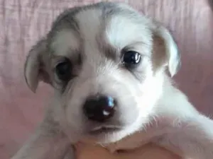 Cachorro raça SRD-ViraLata idade Abaixo de 2 meses nome (sem nome)