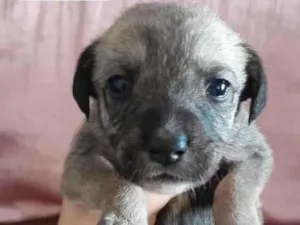 Cachorro raça SRD-ViraLata idade Abaixo de 2 meses nome (sem nome)