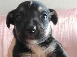 Cachorro raça SRD-ViraLata idade Abaixo de 2 meses nome (sem nome)
