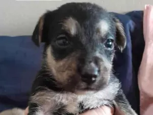 Cachorro raça SRD-ViraLata idade Abaixo de 2 meses nome (sem nome)