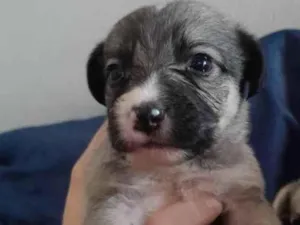 Cachorro raça SRD-ViraLata idade Abaixo de 2 meses nome (sem nome)