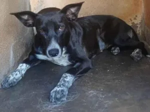 Cachorro raça SRD-ViraLata idade 1 ano nome Vitória
