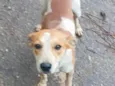 Pingo