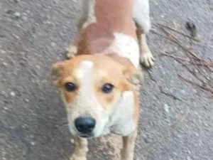 Cachorro raça SRD-ViraLata idade 1 ano nome Pingo