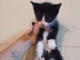 Gatinha Frajolinha
