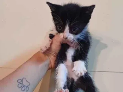 Gato raça SRD-ViraLata idade Abaixo de 2 meses nome Gatinha Frajolinha