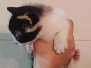 Gato raça SRD-ViraLata idade Abaixo de 2 meses nome Gatinha Tricolor