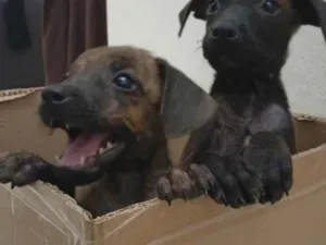 Cachorro raça SRD-ViraLata idade Abaixo de 2 meses nome Gil e Caetano