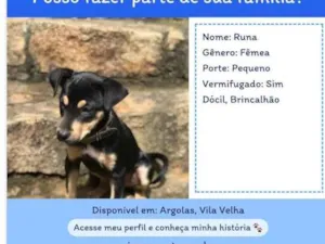 Cachorro raça SRD-ViraLata idade 2 a 6 meses nome Runa
