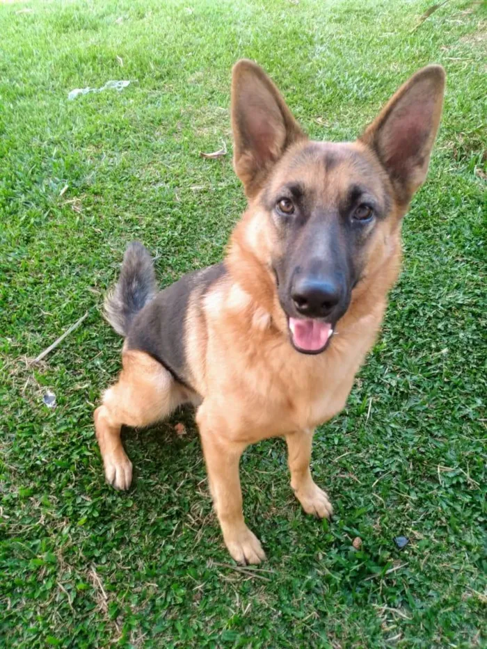 Cachorro raça Pastor Alemão idade 6 ou mais anos nome Athena