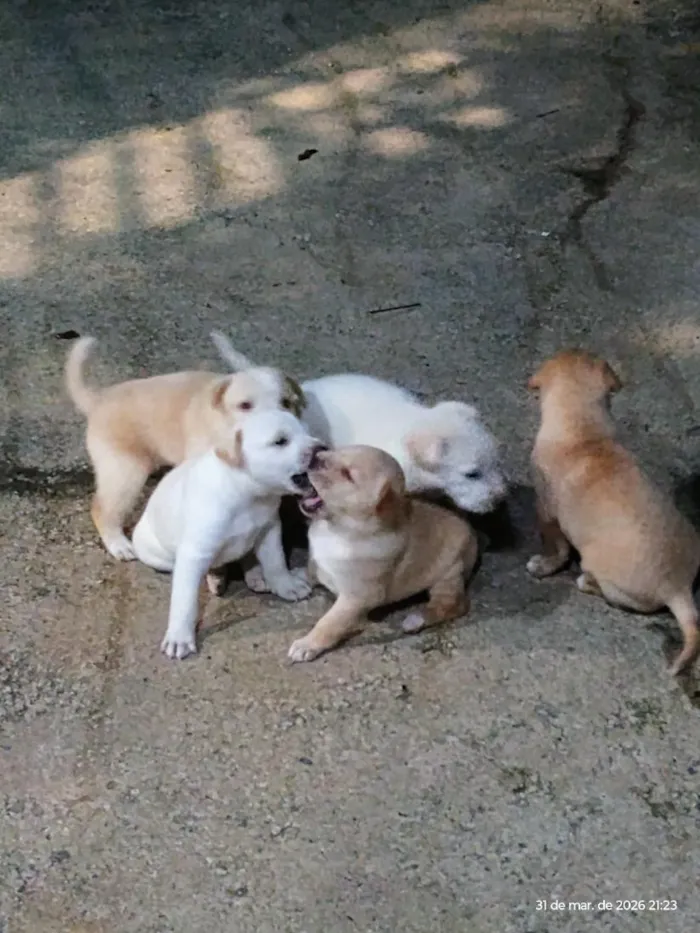 Cachorro raça Labrador idade Abaixo de 2 meses nome filhotes