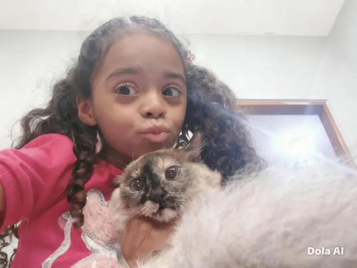 Gato raça  idade 7 a 11 meses nome Marie