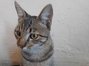 Gato raça SRD-ViraLata idade 2 a 6 meses nome mikey