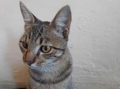 Gato raça SRD-ViraLata idade 2 a 6 meses nome mikey