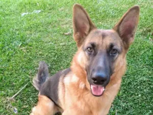 Cachorro raça Pastor Alemão idade 6 ou mais anos nome Athena