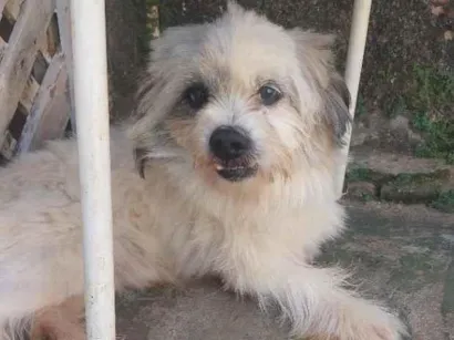 Cachorro raça SRD-ViraLata idade 1 ano nome Bili