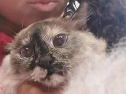Gato raça  idade 7 a 11 meses nome Marie