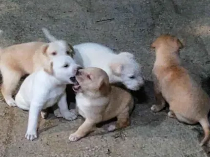 Cachorro raça Labrador idade Abaixo de 2 meses nome filhotes