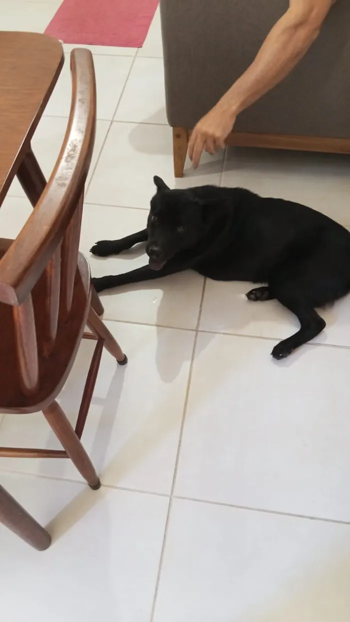 Cachorro raça Chow Chow idade 3 anos nome NEGRESCO 