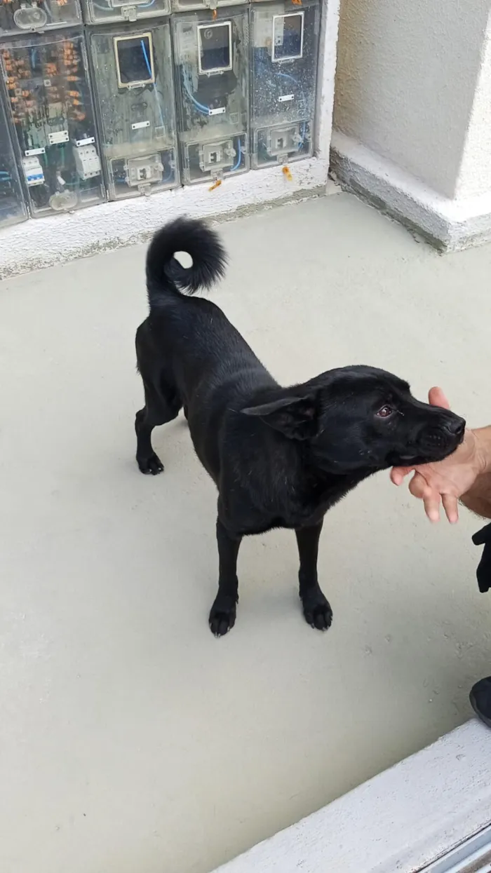 Cachorro raça Chow Chow idade 3 anos nome NEGRESCO 