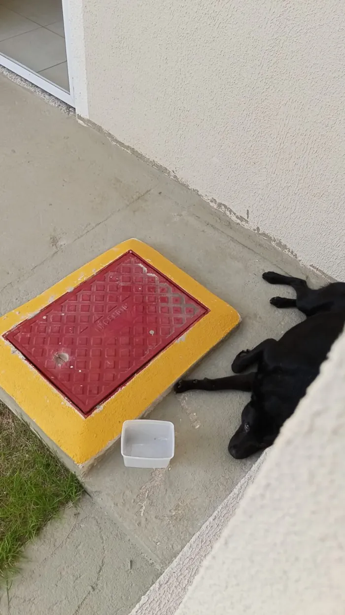 Cachorro raça Chow Chow idade 3 anos nome NEGRESCO 