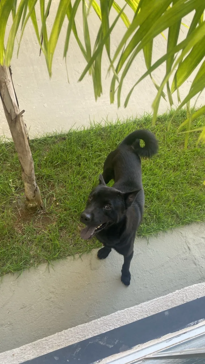 Cachorro raça Chow Chow idade 3 anos nome NEGRESCO 