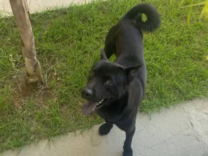 Cachorro raça Chow Chow idade 3 anos nome NEGRESCO 