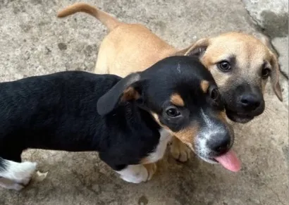 Cachorro raça SRD-ViraLata idade Abaixo de 2 meses nome Faísca e Fumaça 