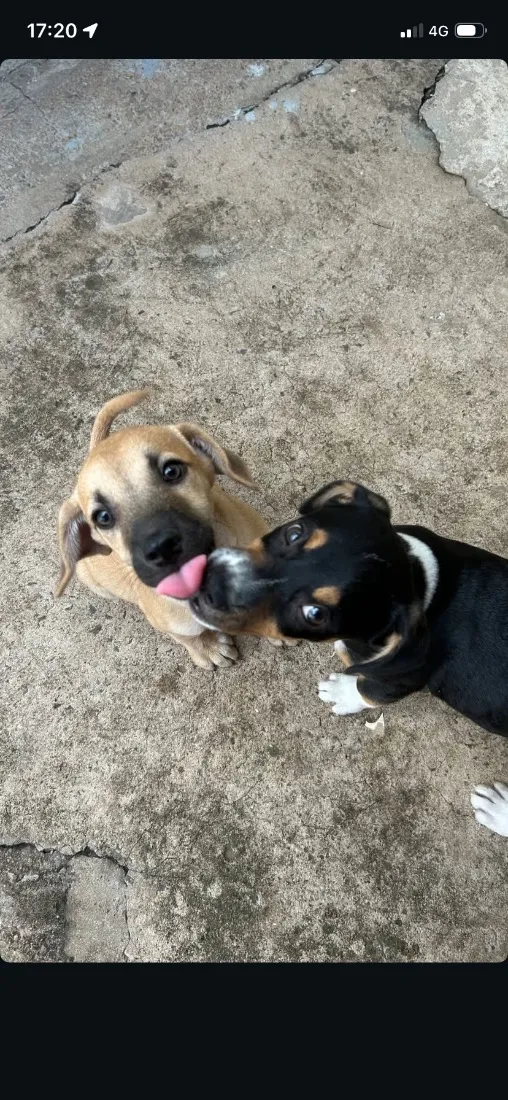 Cachorro raça SRD-ViraLata idade Abaixo de 2 meses nome Faísca e Fumaça 