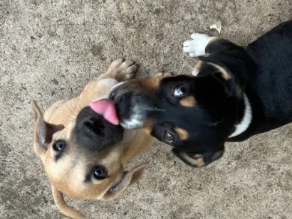 Cachorro raça SRD-ViraLata idade Abaixo de 2 meses nome Faísca e Fumaça 