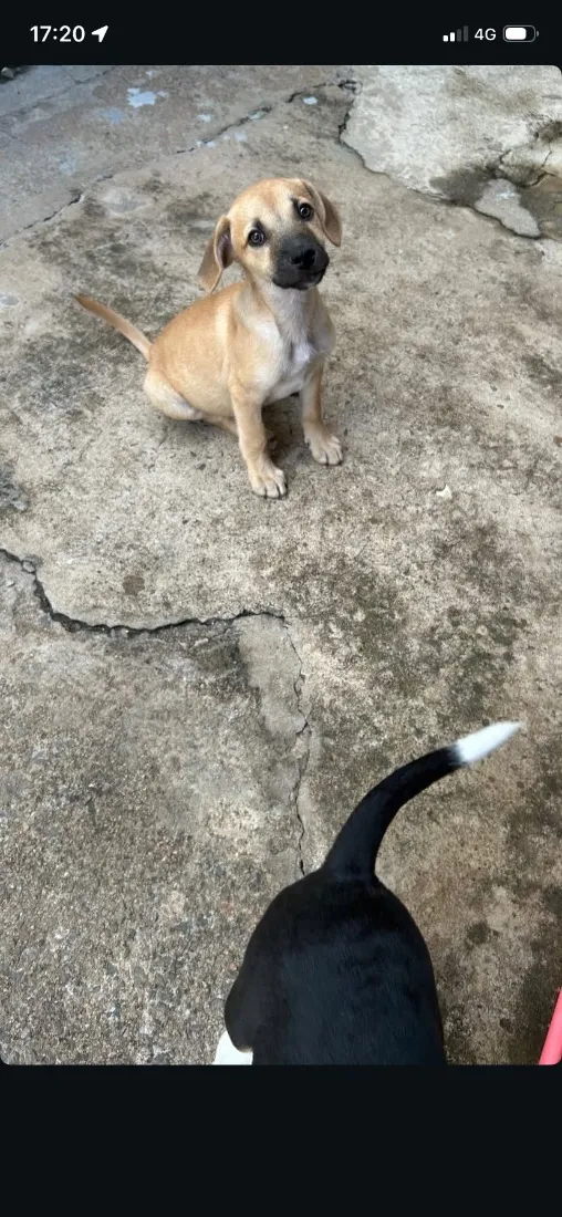 Cachorro raça SRD-ViraLata idade Abaixo de 2 meses nome Faísca e Fumaça 