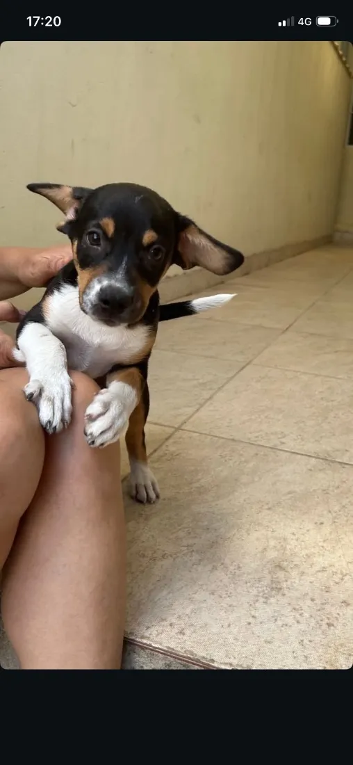 Cachorro raça SRD-ViraLata idade Abaixo de 2 meses nome Faísca e Fumaça 