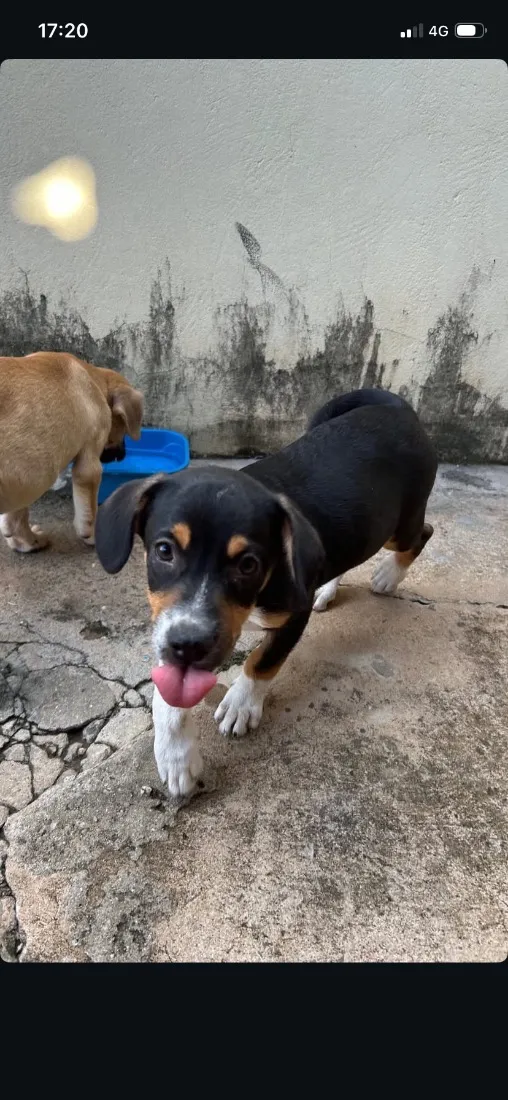 Cachorro raça SRD-ViraLata idade Abaixo de 2 meses nome Faísca e Fumaça 