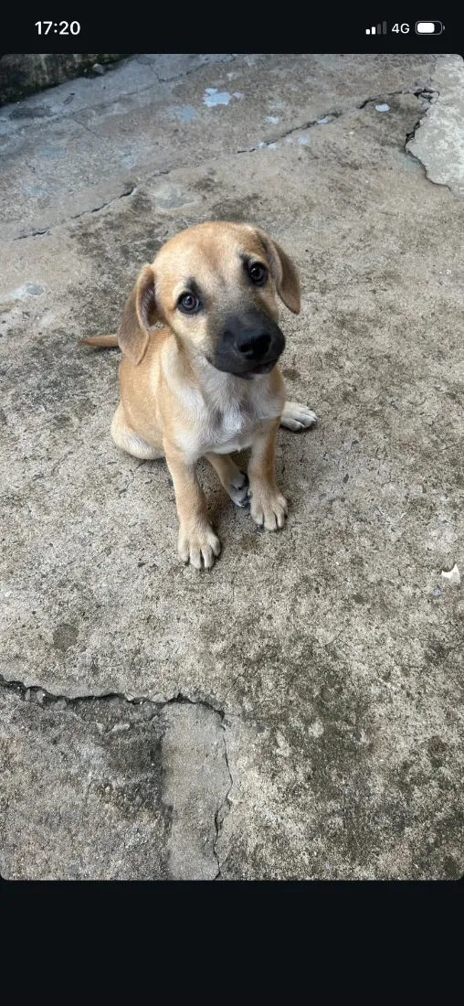 Cachorro raça SRD-ViraLata idade Abaixo de 2 meses nome Faísca e Fumaça 