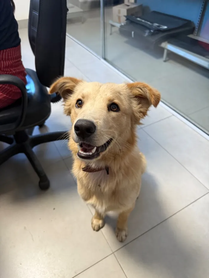 Cachorro raça SRD-ViraLata idade 1 ano nome Galego