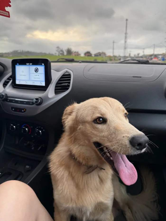 Cachorro raça SRD-ViraLata idade 1 ano nome Galego