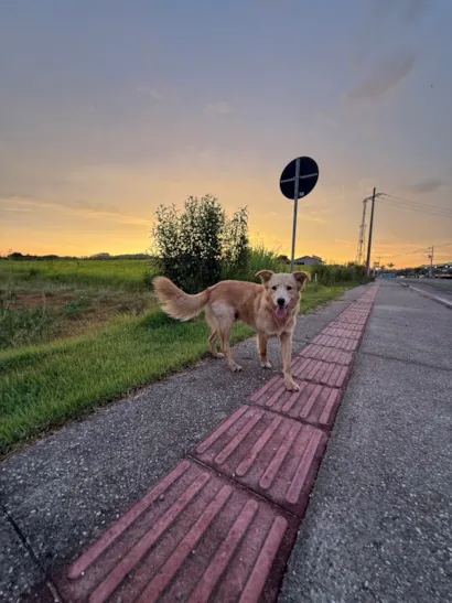 Cachorro raça SRD-ViraLata idade 1 ano nome Galego