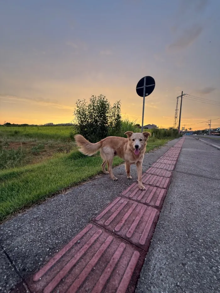 Cachorro raça SRD-ViraLata idade 1 ano nome Galego