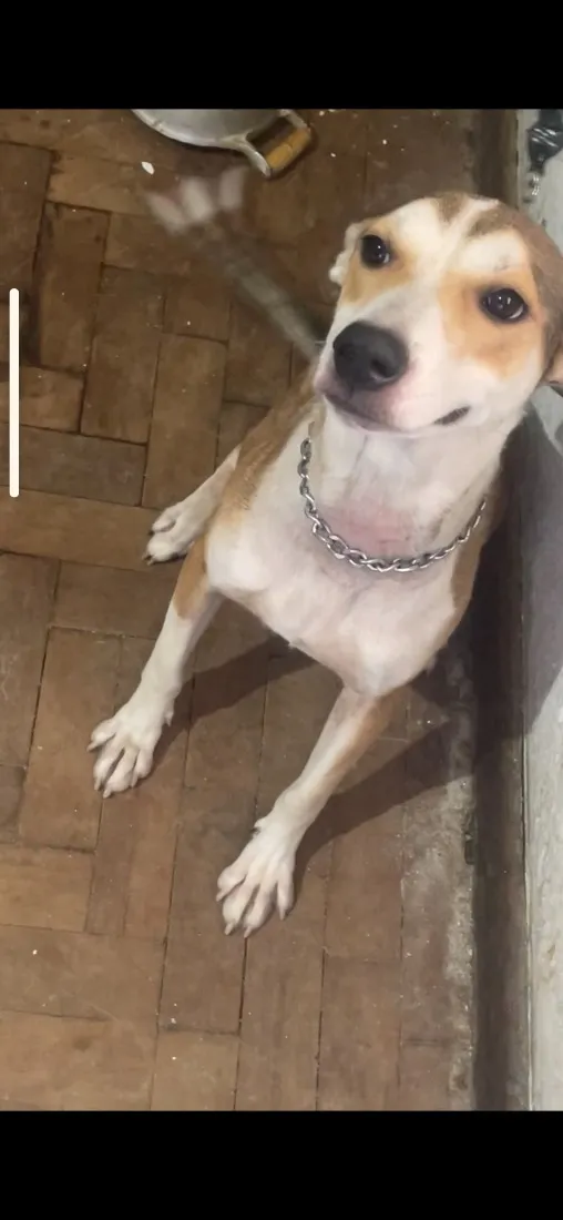 Cachorro raça SRD-ViraLata idade 1 ano nome Maria