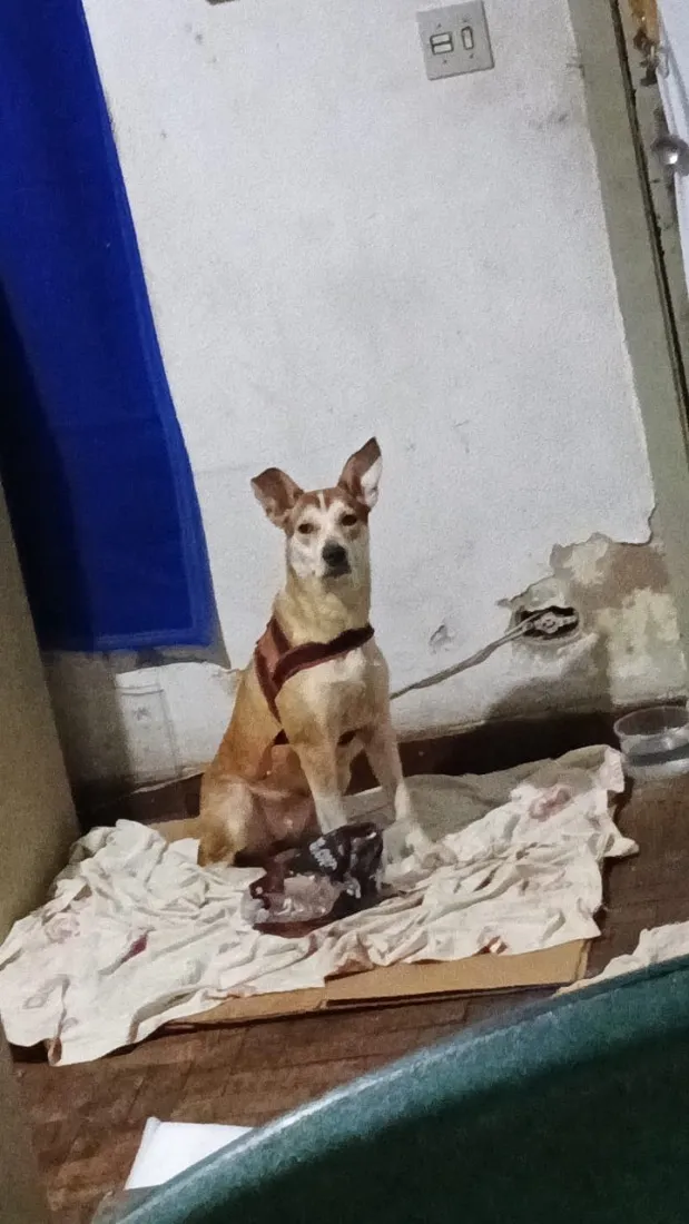 Cachorro raça SRD-ViraLata idade 1 ano nome Maria