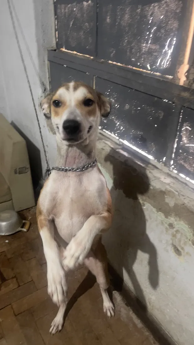 Cachorro raça SRD-ViraLata idade 1 ano nome Maria
