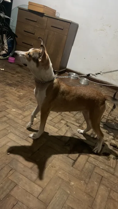 Cachorro raça SRD-ViraLata idade 1 ano nome Maria